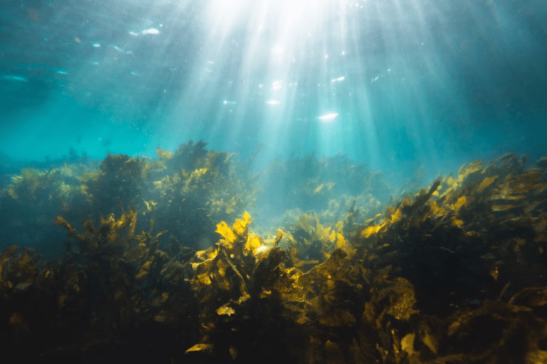Satellite images show massive Atlantic seaweed belt reaches record size