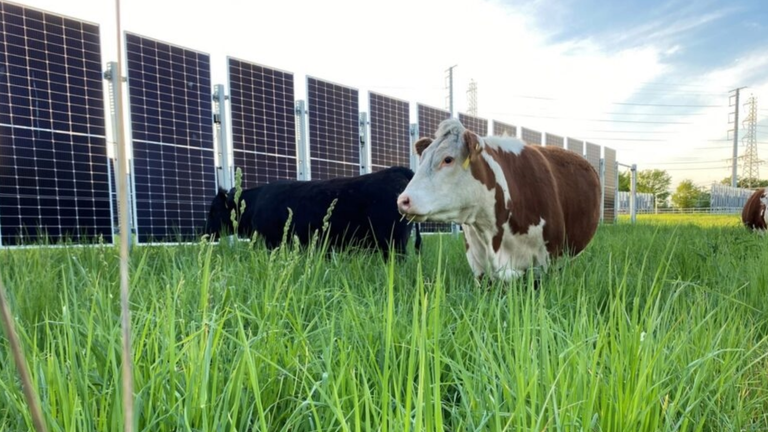 The latest trend in solar is Agrivoltaics? Here’s the five things we need to know before we start building.